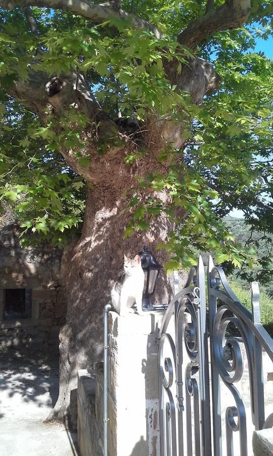 Traditional House Koukounara Kissamos